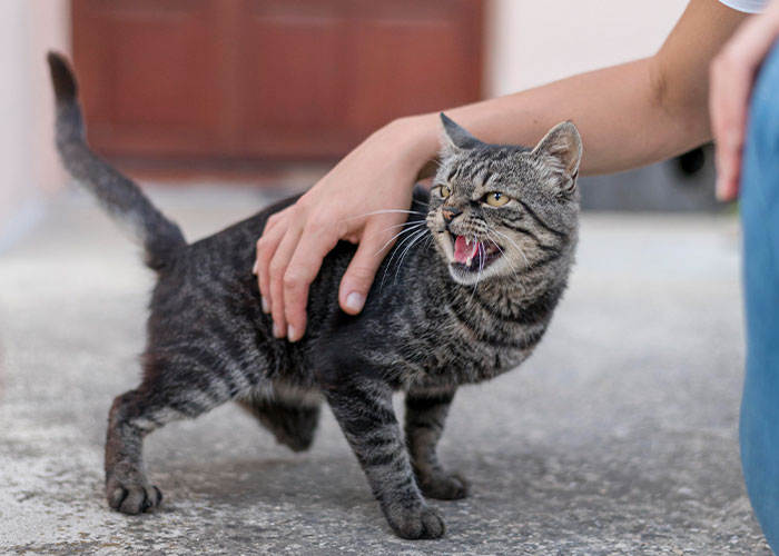 Tabby cat showing intelligent behavior as a person pets it, highlighting the most intelligent pets people have ever had.