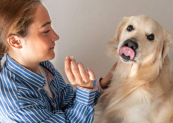 Woman in a blue striped shirt feeding a treat to her intelligent golden retriever pet indoors.