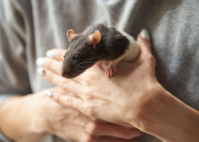 Person holding an intelligent pet rat, showcasing one of the most intelligent pets people have ever had.