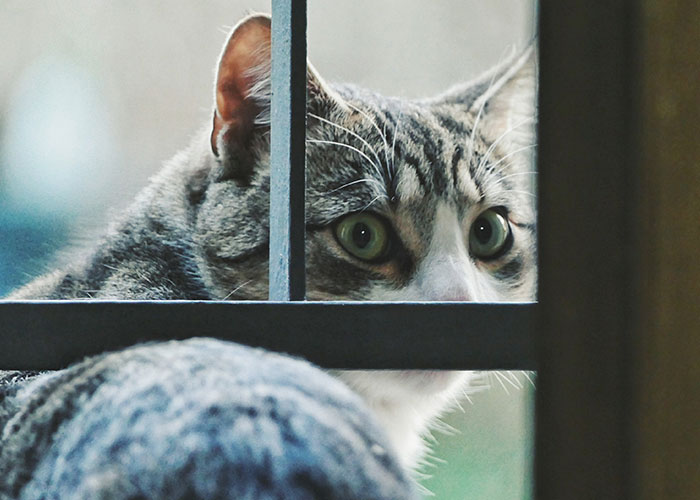 Gray and white cat with green eyes peeking through a window, showcasing the intelligence of pets people have had.