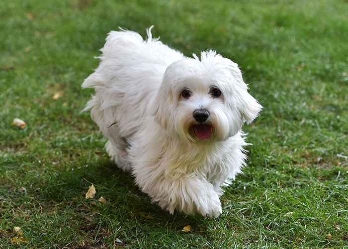 Small white dog with fluffy fur playing on green grass, showcasing one of the most intelligent pets people have had.