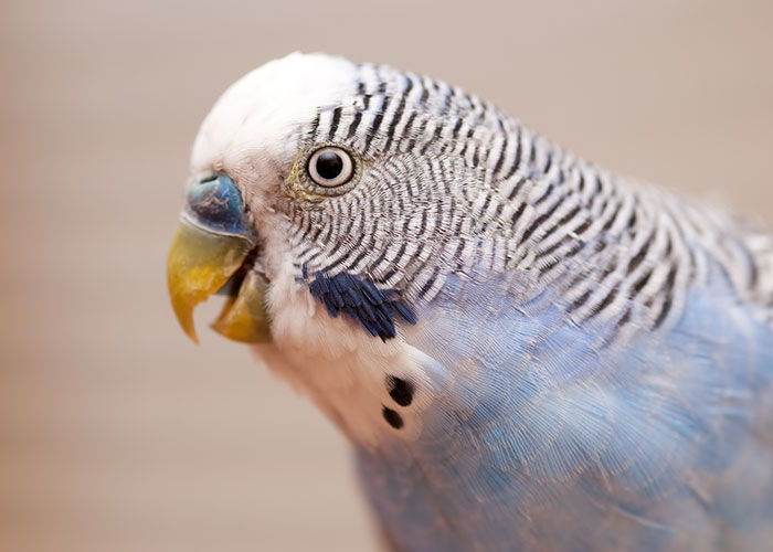 46 Pet Owners Who Suddenly Realized Their Pet Was Actually Quite Intelligent