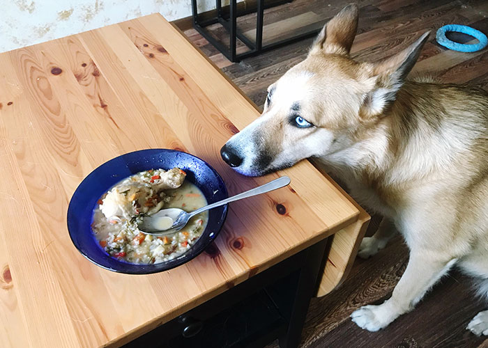 Dog with blue eyes looking at a bowl of food on a wooden table, showcasing intelligent pets' curious behavior.