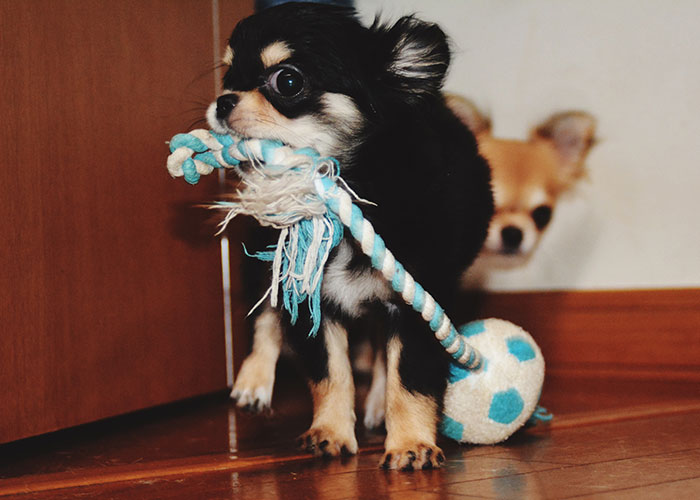 Small intelligent pet dog holding a blue and white rope toy indoors near a wooden door.