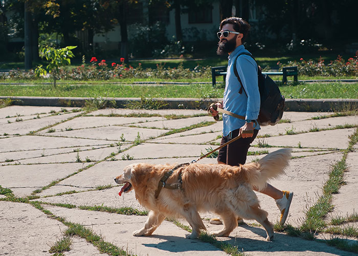 Man walking a golden retriever in a park, showcasing one of the most intelligent pets people have ever had.