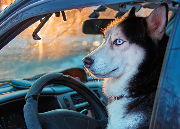 Husky dog with striking blue eyes sitting in the driver's seat of a car, showcasing intelligent pets in action.