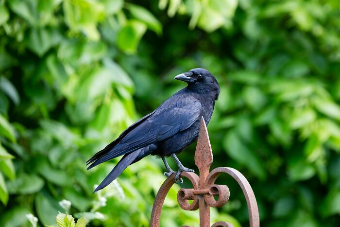 Black crow perched on decorative rusted iron fence with green foliage background in absurd but true stories concept.