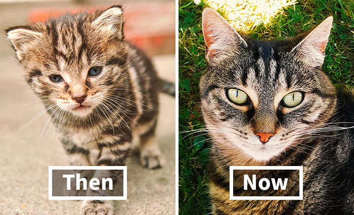 From Tiny Fluffballs To Full-Grown Mischief: 33 Pets Then And Now