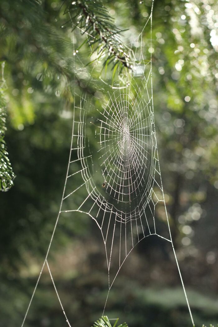 Spider web glistening in sunlight on tree branches, capturing a creepy and bizarre scene witnessed by park rangers and hikers.