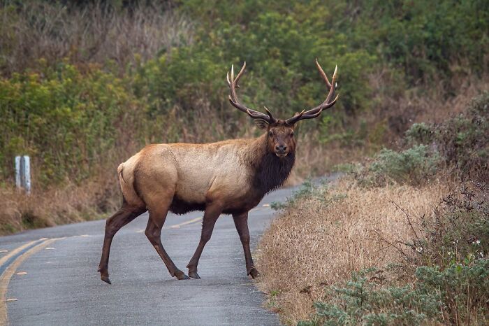 Elk crossing a rural road at dusk, an example of haunting things truckers have seen on the road at night.