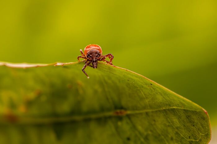 Small tick on a green leaf in natural sunlight, captured with sharp focus and blurred background for psych ward nurses context