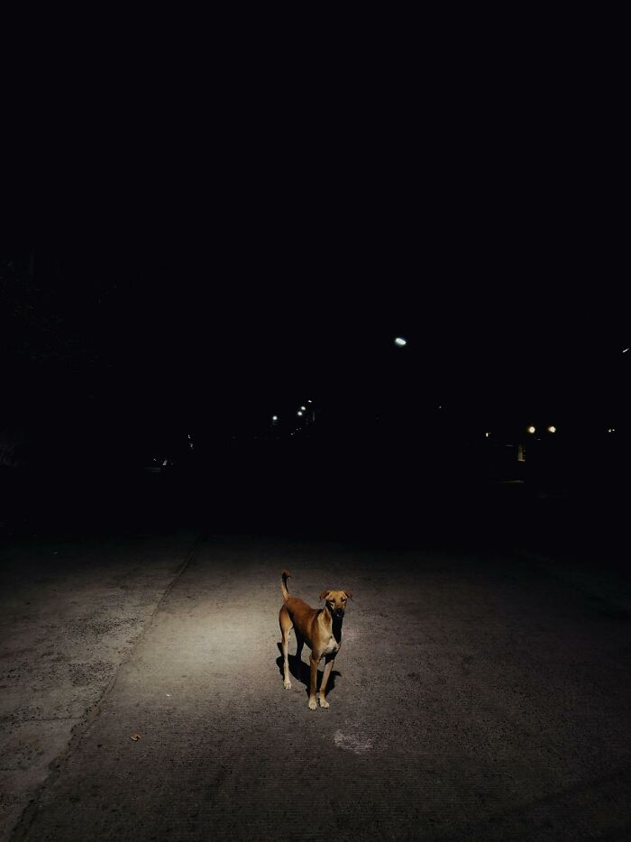 A lone dog standing on a dark road at night, capturing a haunting scene truckers have seen on the road at night.