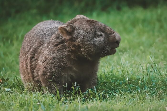 Wombat in a grassy park setting, an unusual animal sighting related to bizarre and creepy experiences by park rangers and hikers.