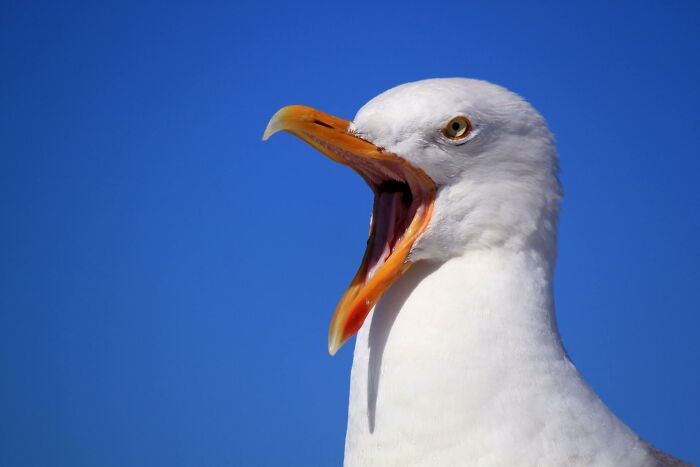 Seagull with beak wide open against clear blue sky representing absurd but true stories that are hard to believe.