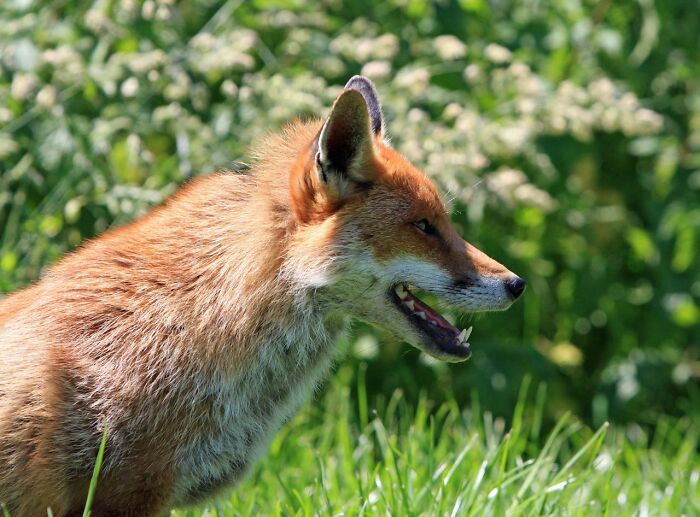 Red fox standing in grass with blurred greenery background, highlighting bizarre and creepy wildlife encounters by park rangers.