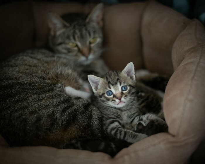 47 Pet Owners Share The Biggest Beef Their Animals Have Going On Right Now