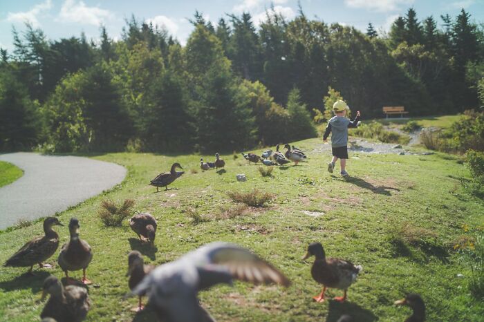 Child walking away from a group of ducks in a park, capturing a funny and serious moment of raising monsters.