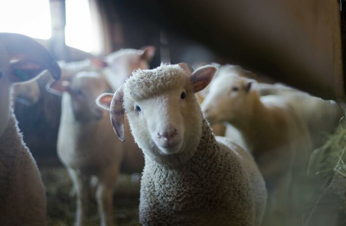 Close-up of a sheep with other sheep in a barn, illustrating absurd but true stories that are hard to believe.