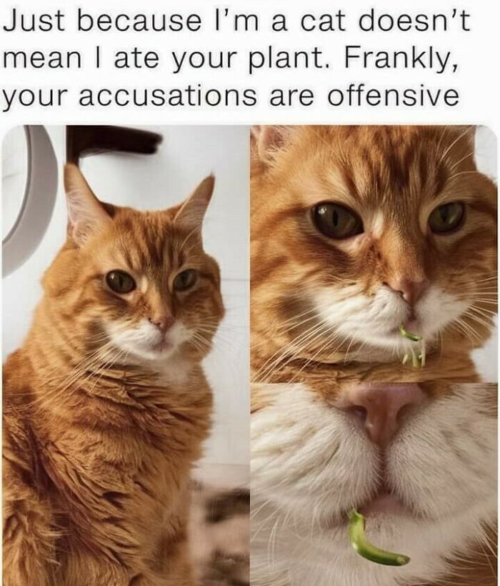 Orange tabby cat with a humorous expression and plant leaf in its mouth, featured in popular cat memes collection.
