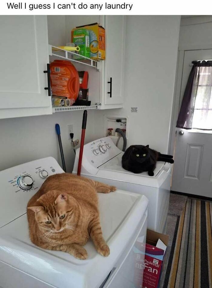 Two cats sitting on top of laundry machines, illustrating a cat meme moment for cat meme lovers and entertainment.