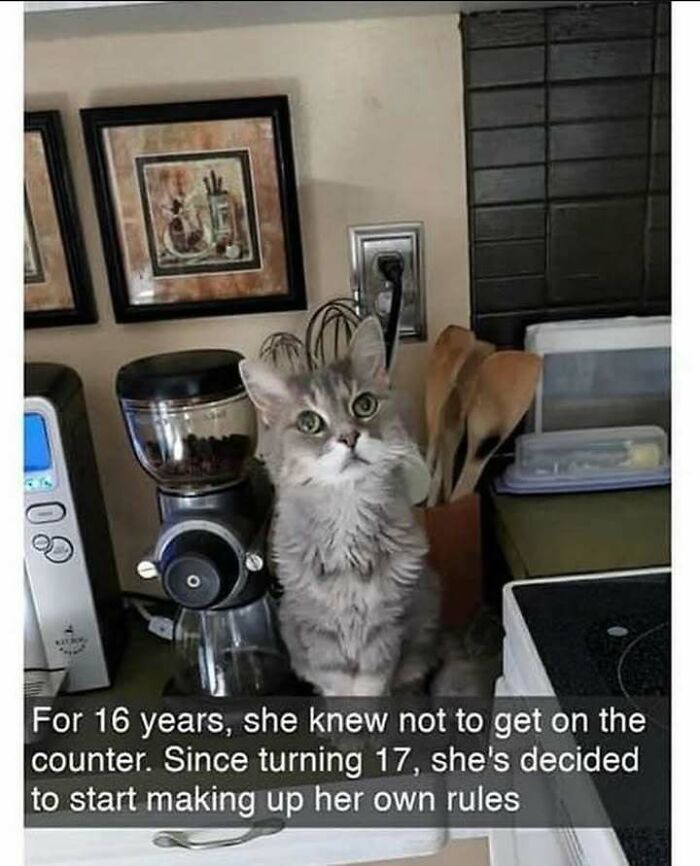 Gray cat sitting on a kitchen counter with a funny caption about breaking the rules, perfect for cat memes lovers.