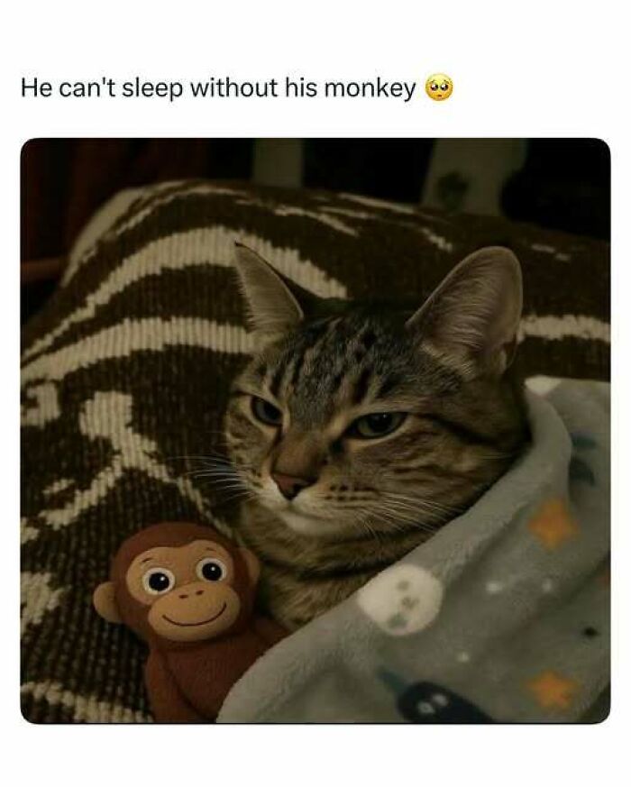 A tabby cat snuggled in a blanket holding a stuffed monkey toy, featured in popular cat memes collection.