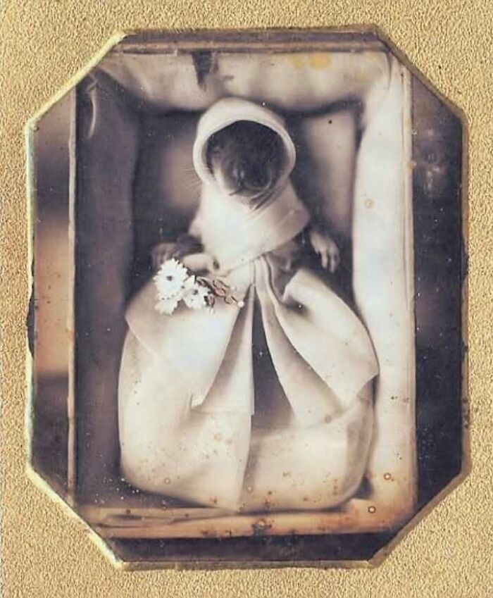 Preserved very old object of a mouse dressed in fabric and hood, holding flowers, showcasing artifacts from ancestors.