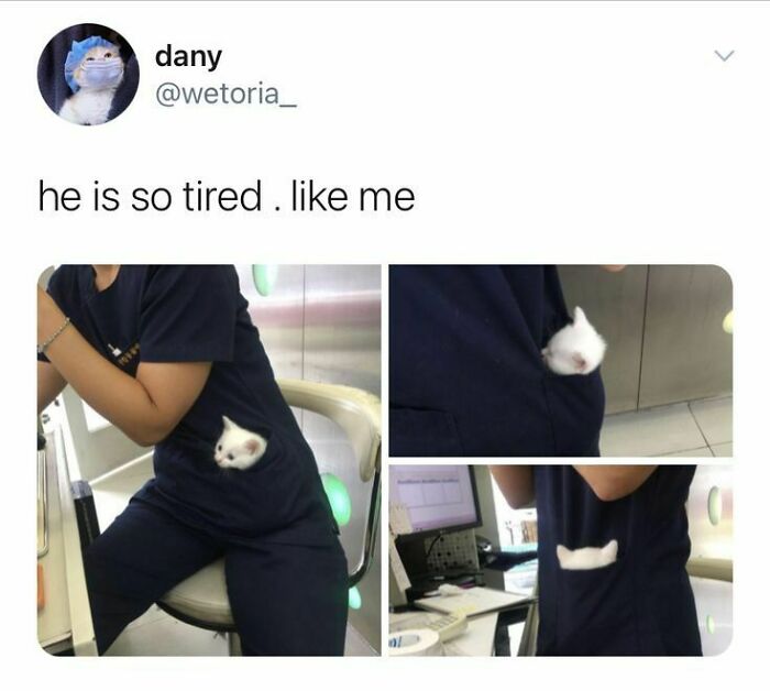 Person wearing dark scrubs with a tiny white kitten snug in the pocket, reflecting cute cat memes and tired mood.
