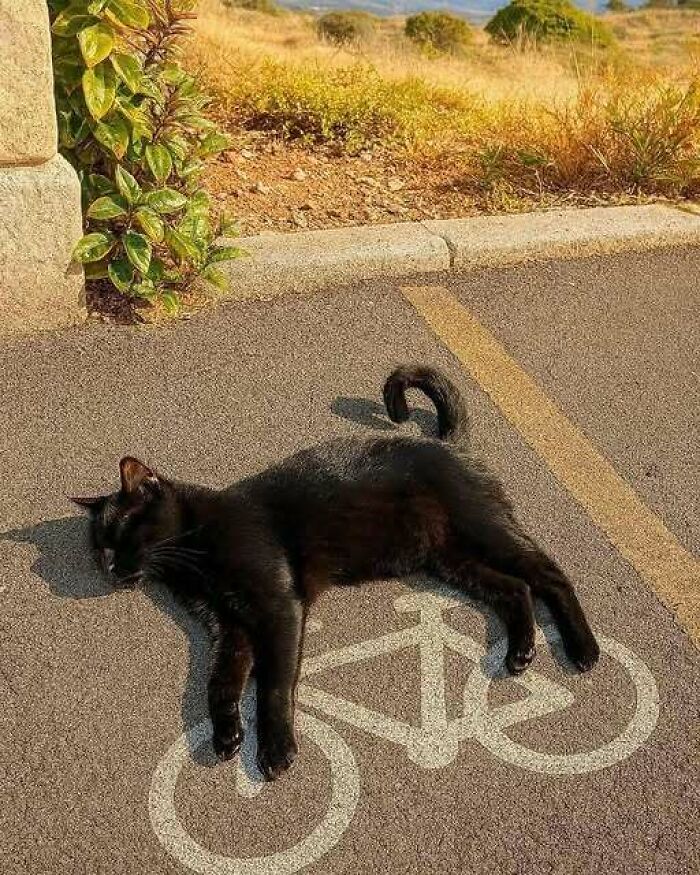 Black cat lying on a bike lane symbol on asphalt, enjoying a sunny day outdoors among dry grass and plants.