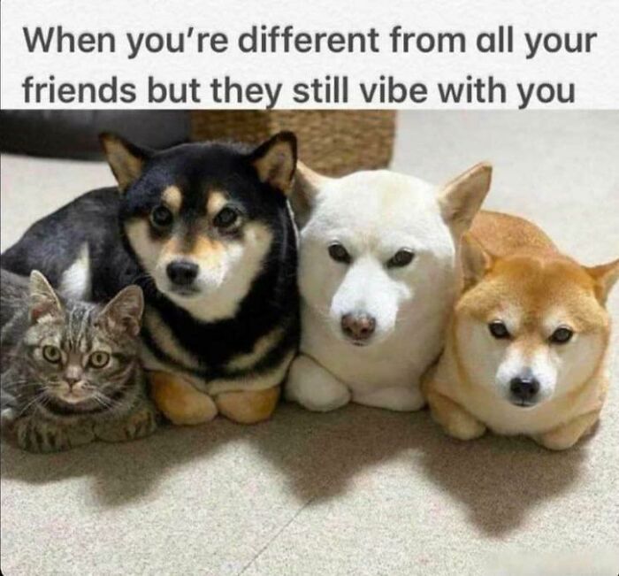 Cat and dogs lying together showing friendship and vibes, perfect for fans who enjoy cat memes and cute animal pictures.