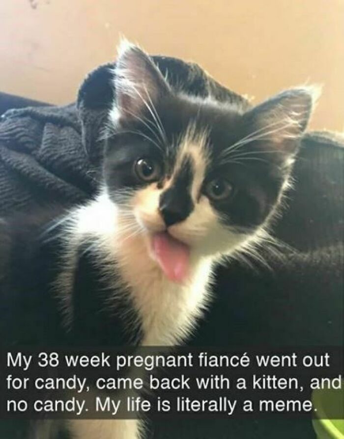 Black and white kitten with tongue out, illustrating funny cat memes for a day spent enjoying cat meme pics.