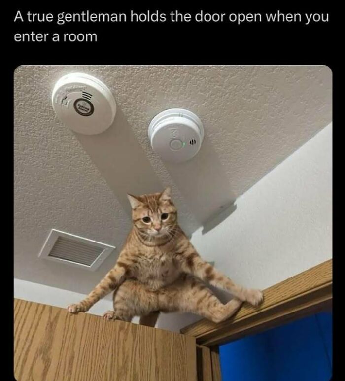 Cat meme showing an orange tabby cat perched on a door, humorously "holding the door" open.