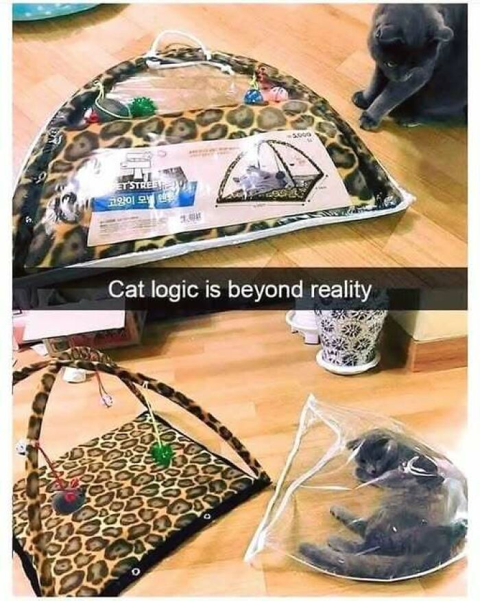 Gray cat sleeping inside a clear plastic bag next to an unopened leopard print cat play gym, showcasing cat memes humor.