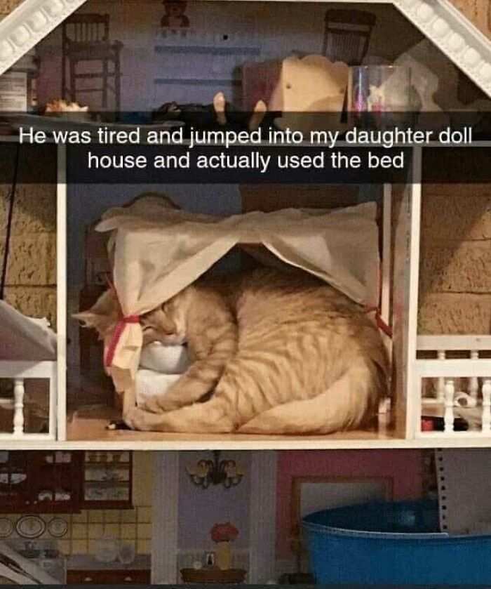 Orange cat sleeping in a dollhouse bed, perfect funny cat memes for fans who love looking at cat pics all day.