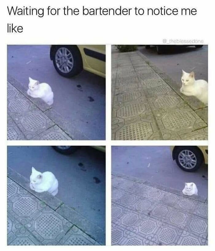 White cat sitting on a sidewalk near a car, waiting patiently, perfect for lovers of cat memes and funny cat pictures.