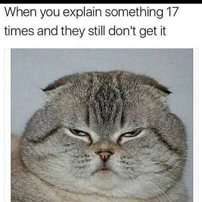Grumpy cat meme showing frustration after explaining something many times, perfect for cat memes lovers.
