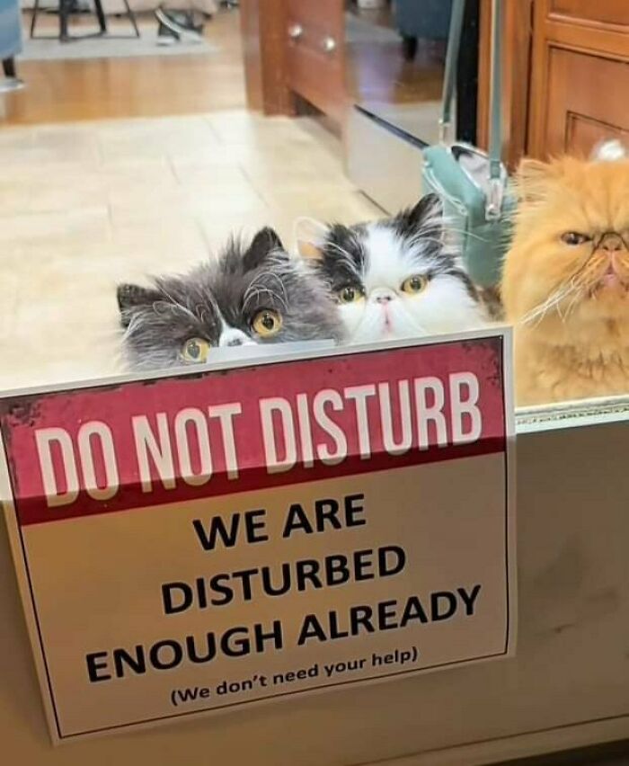 Three cats peeking over a door with a humorous do not disturb sign, perfect for cat memes lovers.