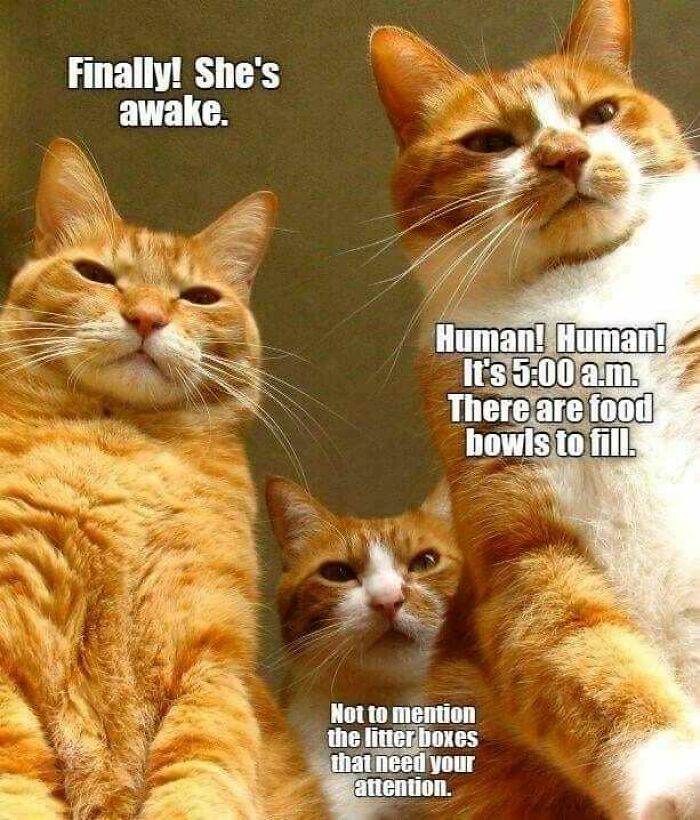 Three orange cats with captions humorously demanding food and litter box attention in popular cat memes.