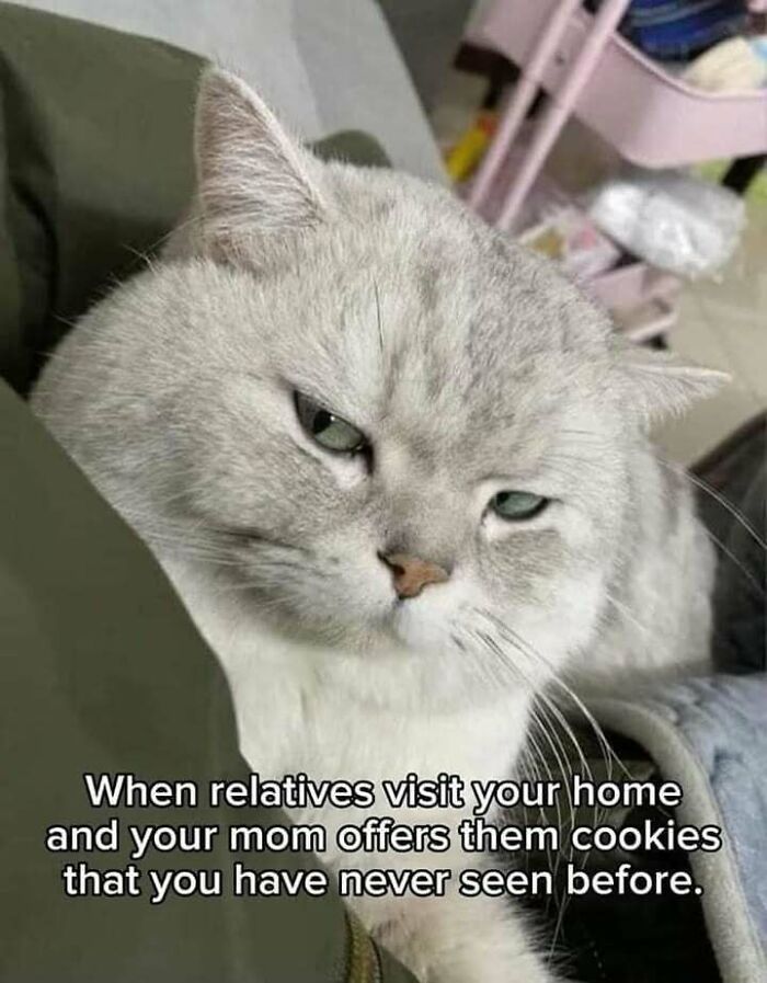 Grumpy cat meme with text about unfamiliar cookies offered by mom, perfect for cat memes lovers and online fun.