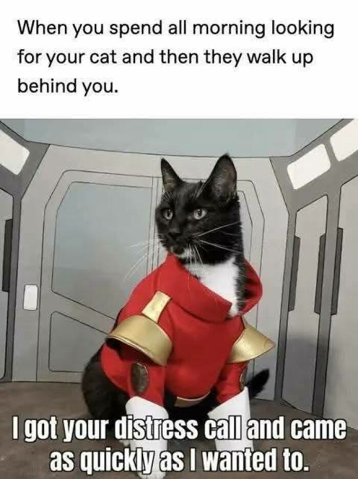 Black and white cat in a red costume with gold details in a sci-fi setting, perfect for cat memes and funny cat pics.