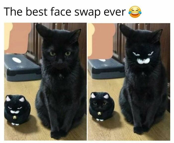 Black cat sitting next to a matching cat toy, showing a funny face swap effect, perfect for cat memes lovers.