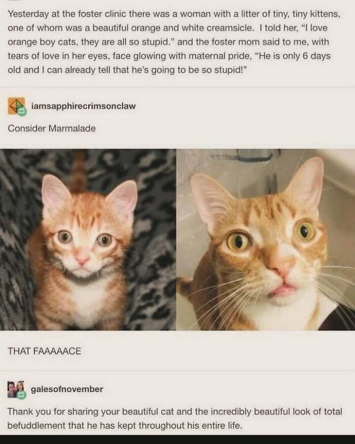 Orange cat kitten growing up with a funny, bewildered face, featured in viral cat memes for cat lovers.