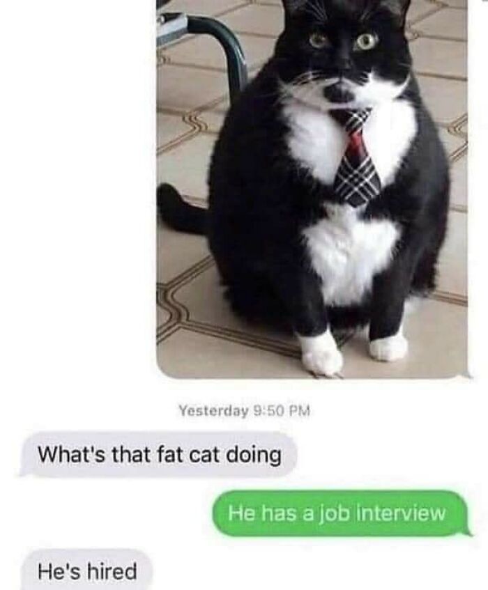 Chubby black and white cat wearing a tie, featured in a funny text meme about job interviews and cat memes.