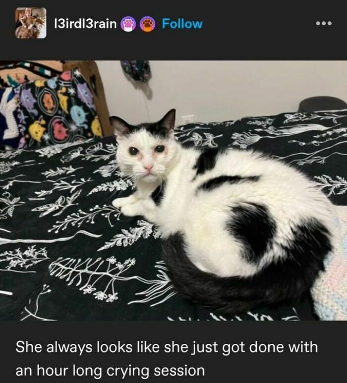 Black and white cat lying on a patterned bedspread, looking tired and emotional, fitting popular cat memes theme.
