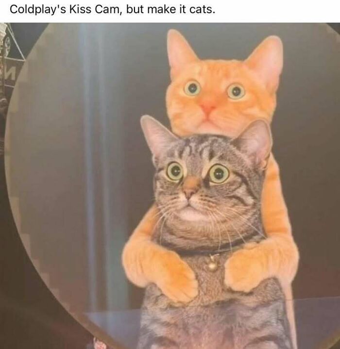 Two cats posing in a kiss cam style photo, one orange cat hugging a tabby cat, funny cat memes for cat lovers.