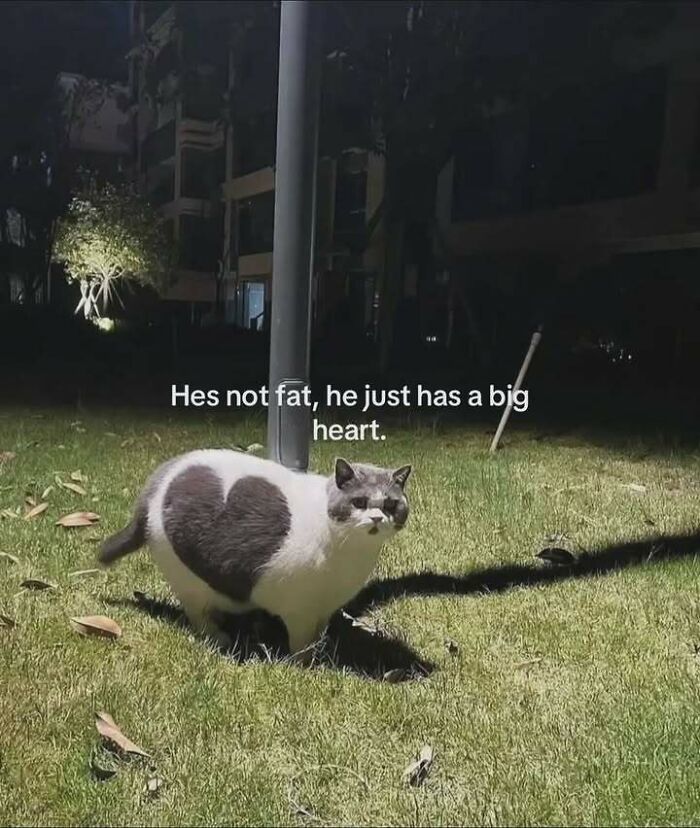 Cat with a heart-shaped fur patch on its side, captioned about having a big heart, perfect for cat memes lovers.