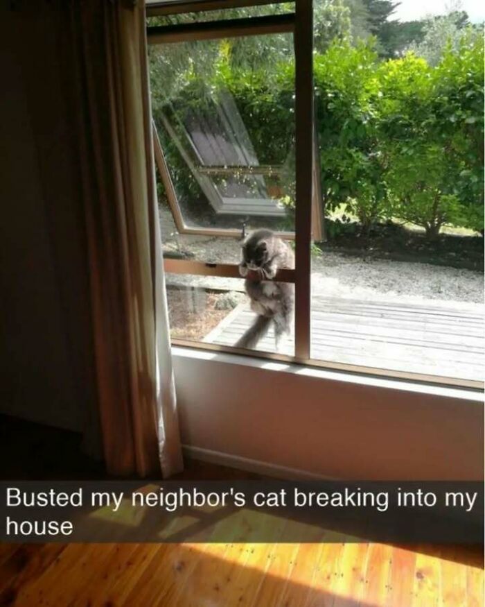Cat climbing through a window screen, captured outside a house with greenery and wooden floor inside.
