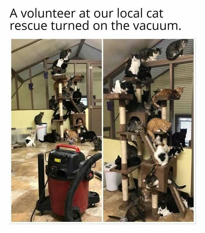 Multiple cats perched on a cat tree and floor reacting to a vacuum cleaner in a cat rescue, a funny cat meme moment.
