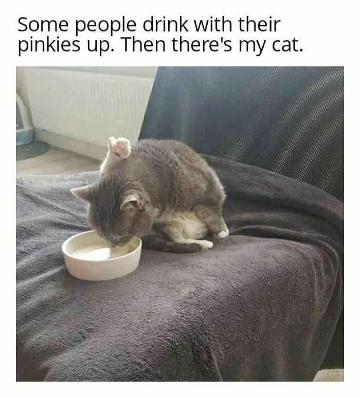 Cat drinking milk with a raised paw on a couch, humorous meme about cat memes for a fun day of viewing.