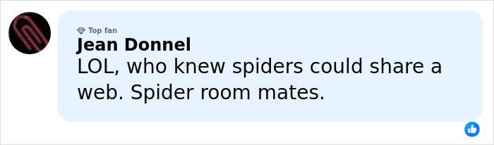 Comment reading LOL about spiders sharing a web, referencing the world&rsquo;s biggest spider web discovery.
